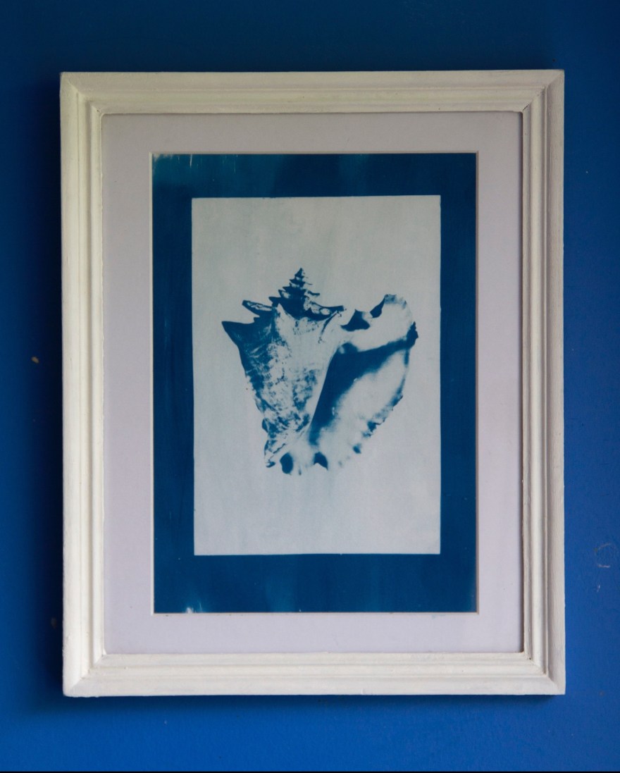 conch shell cyanotype in 15 by 12.5 white frame