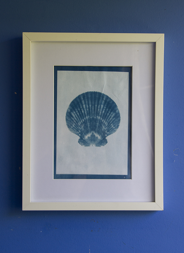 shell cyanotype in white frame 15 by 12